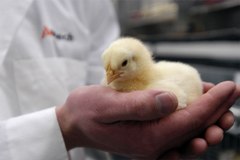 Poultry Science Research