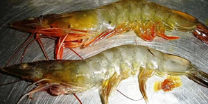 aquaculture shrimp disease resistance