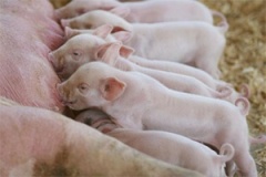 促进猪的生殖效率