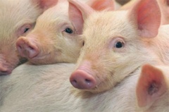 到2020年养猪产业将不再需抗生素？